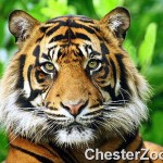 Fear is pain arising from the anticipation of evil.