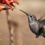 I hear & behold God in every object, yet understand God not in the least.