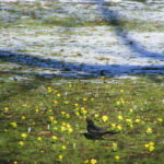 Think of yourself as a seed patiently wintering in the earth, waiting to come up a flower.