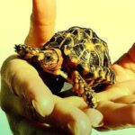 Wonderful spiritual qualities, such as unbounded love and compassion, are present as potentials in all our minds.