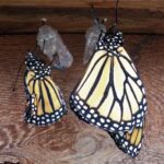 Come what may, all bad fortune is to be conquered by endurance.