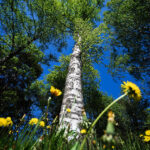 If you lose money you lose much, If you lose friends you lose more, If you lose faith you lose all.