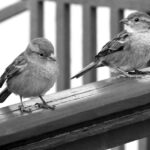 True love is like a pair of socks: you gotta have two and they’ve gotta match.