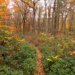 Men almost always walk in paths beaten by others and act by imitation