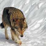 Fear makes the wolf bigger than he is