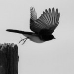 Hold fast to your dreams, for without them life is a broken winged bird that cannot fly.