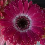 I have no special talents. I am only passionately curious.