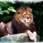 One must emulate both the fox and the lion, because a lion cannot defy a snare, while a fox cannot defy a pack of wolves.