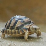 No matter how many mistakes you make or how slow you progress, you are still way ahead of everyone who isn’t trying.