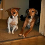 A pessimist is one who makes difficulties of his opportunities and an optimist is one who makes opportunities of his difficulties.