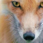 Men of genius are admired, men of wealth are envied, men of power are feared; but only men of character are trusted.