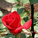 Some people are always grumbling because roses have thorns; I am thankful that thorns have roses.