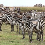 … and if indeed sometimes I happen to tell the truth, I hide it among so many lies that it is hard to find. 