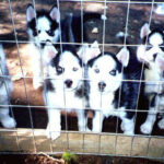 A genuine change must first come from within the individual, only then can he or she attempt to make a significant contribution to humanity.