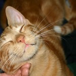 When you realize there is nothing lacking, the whole world belongs to you.