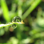 Discovery consists of seeing what everybody has seen and thinking what nobody else has thought.