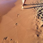 Everybody wants a happy life and a peaceful mind, but we have to produce peace of mind through our own practice.