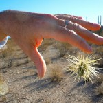 The ultimate result of shielding men from the effects of folly is to fill the world with fools.