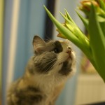 The best teacher is the one who suggests rather than dogmatizes, and inspires his listener with the wish to teach himself.