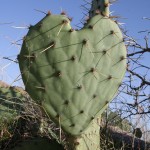 When you are in Love you can’t fall asleep because reality is better than your dreams.