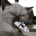 If you want to tell people the truth, make them laugh, otherwise they’ll kill you.