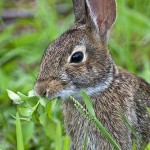 We have two ears and one mouth so that we can listen twice as much as we speak.