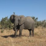 Knowledge comes, but wisdom lingers.