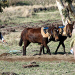 Far and away the best prize that life offers is the chance to work hard at work worth doing.