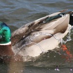 If evil be spoken of you and it be true, correct yourself, if it be a lie, laugh at it.