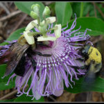 Control thy passions lest they take vengeance on thee.