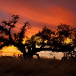 True happiness is… to enjoy the present, without anxious dependence upon the future.