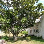 Isn’t it funny how day by day nothing changes, but when you look back everything is different?