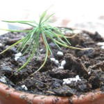 Genius is one of the many forms of insanity.