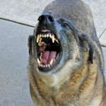 Fear that makes us run from a mad dog is useful and necessary, whereas fear rooted in mistrust is unhelpful and needs to be overcome.