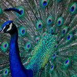 The proud peacock of today may be only a feather duster tomorrow.