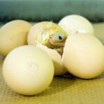 Nothing in the world can take the place of persistence.