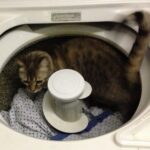 Nature has planted in our minds an insatiable longing to see the truth.