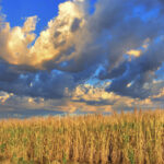 Try not to become a man of success, but rather try to become a man of value.