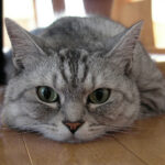 What does it mean to be slandered? Stand by a stone and slander it. If a man listens like a stone, what effect has the slanderer?