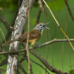 Indeed, man wishes to be happy even when he so lives as to make happiness impossible.