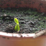 Your descendants shall gather your fruits.